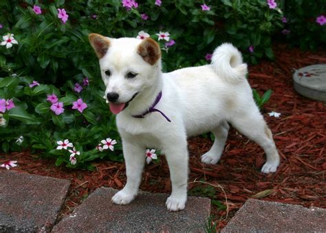 shiba inu photography|200+ Free Shiba Inu & Shiba Photos